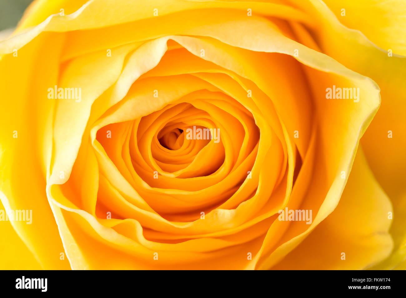 Macro dei petali di un fresco rosa gialla Foto Stock