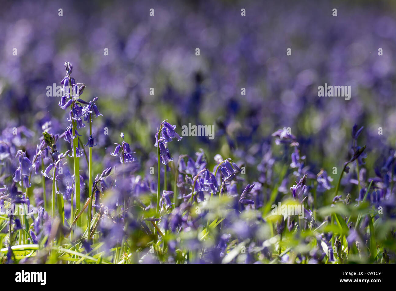 Una coperta di comune Bluebells (Hyacinthoides non scripta) in primavera. Foto Stock