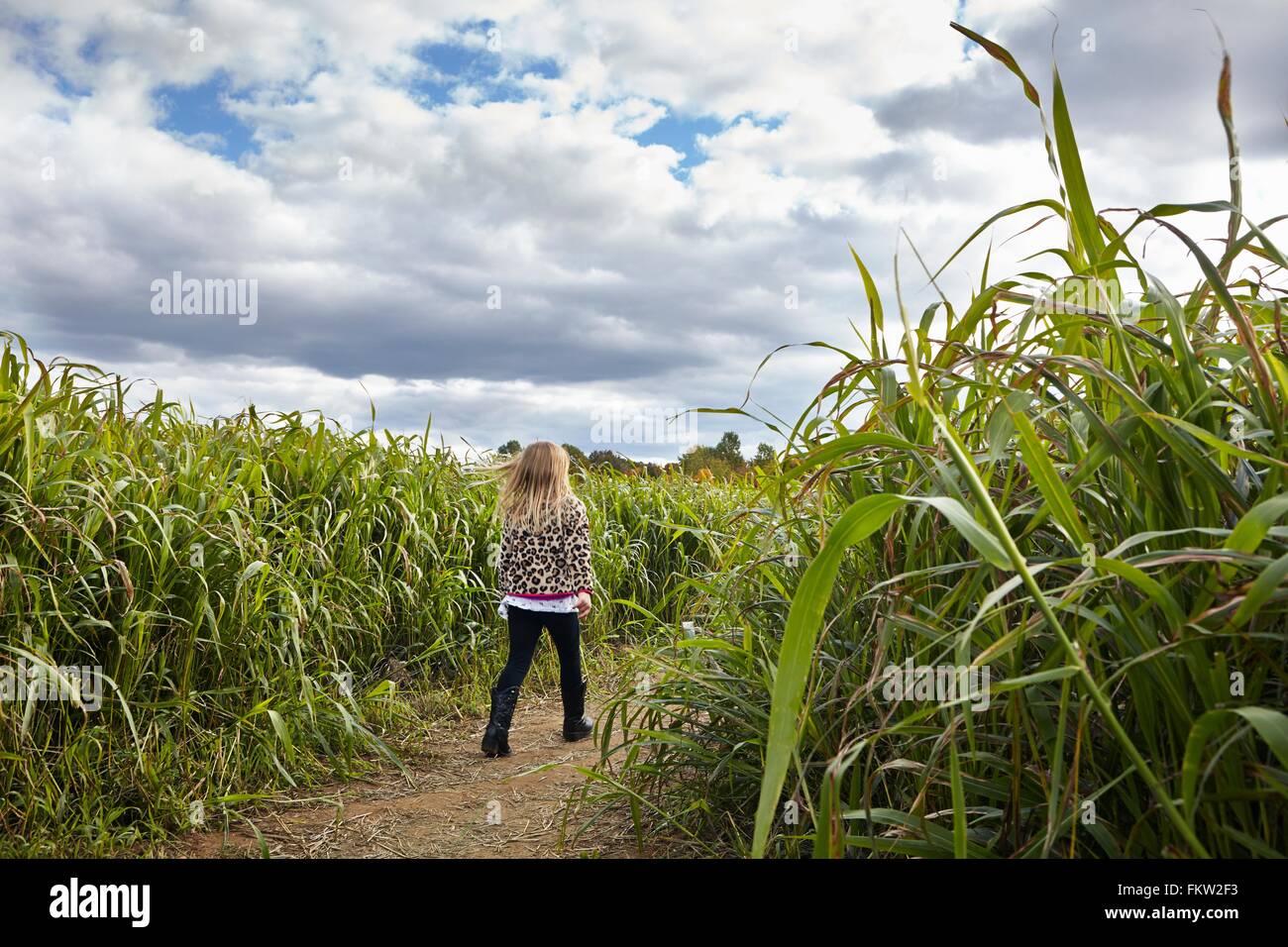 Ragazza camminare in cornfield Foto Stock