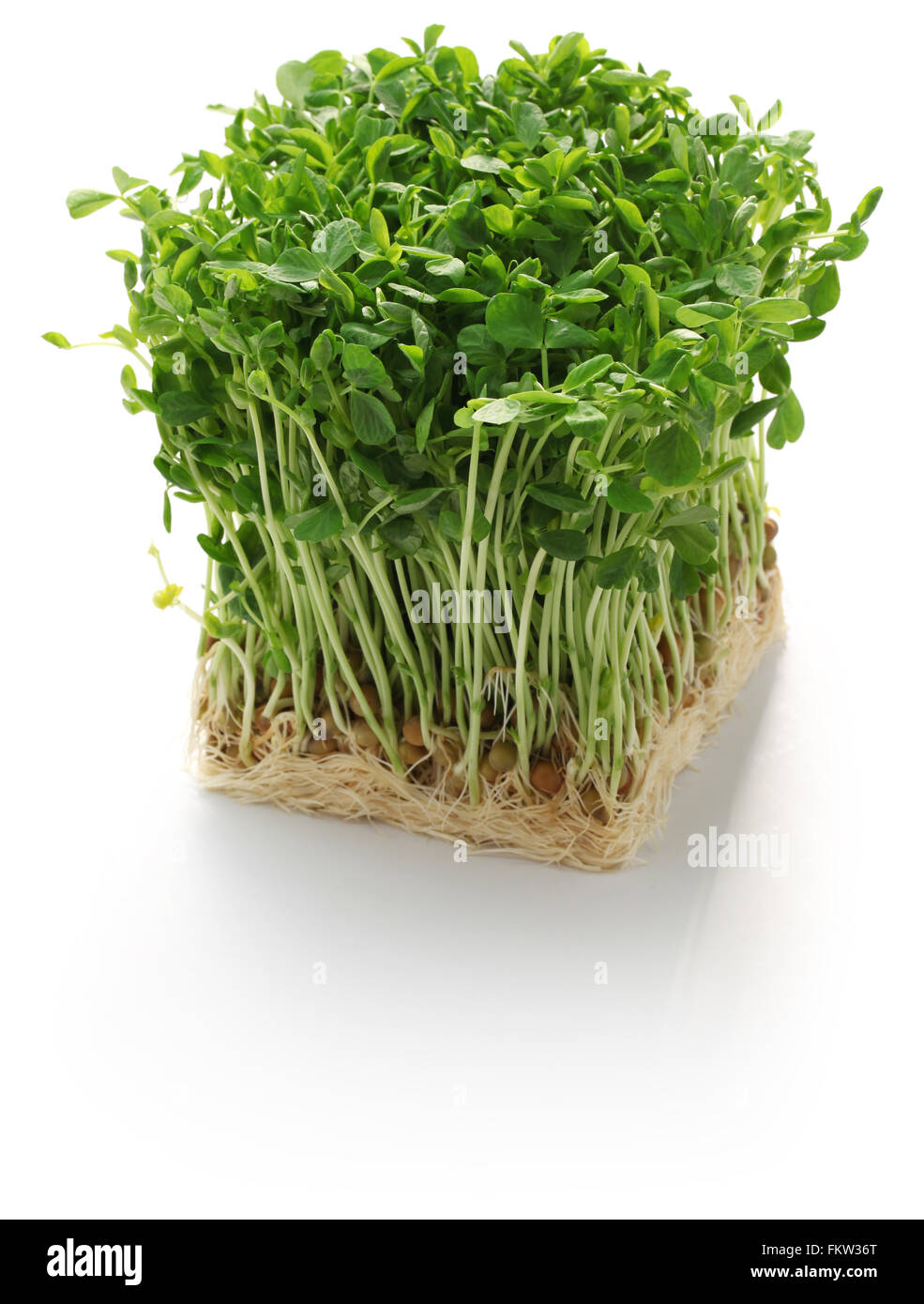 Germogli di piselli, verdure cinesi isolati su sfondo bianco Foto Stock