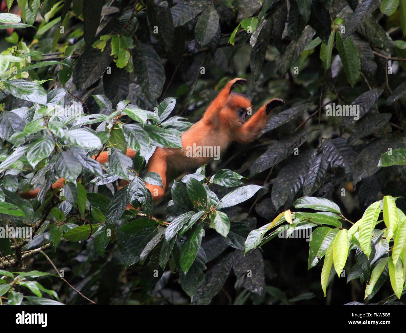 Padang Panjang, a ovest di Sumatra, Indonesia. Decimo Mar, 2016. A ovest di Sumatra, Indonesia - 10 Marzo : i maroon langur(Presbytis rubicunda) visto a Padang Panjang forest prtected su Marzo 10, 2016 a ovest di Sumatra, Indonesia. © Sijori Immagini/ZUMA filo/Alamy Live News Foto Stock