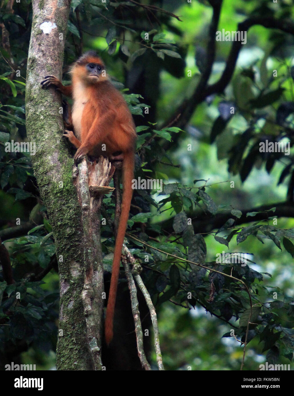 Padang Panjang, a ovest di Sumatra, Indonesia. Decimo Mar, 2016. A ovest di Sumatra, Indonesia - 10 Marzo : i maroon langur(Presbytis rubicunda) visto a Padang Panjang forest prtected su Marzo 10, 2016 a ovest di Sumatra, Indonesia. © Sijori Immagini/ZUMA filo/Alamy Live News Foto Stock