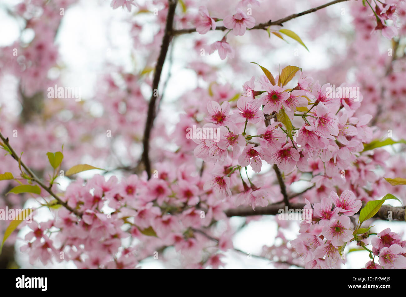 Wild Himalayan Cherry bloomimg su albero di Phu lom lo montagna, Loei provincia, Thailandia Foto Stock