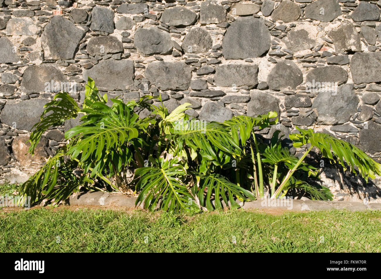 Caseificio Monstera deliciosa crescente selvatici in santa cruz de la palma nelle isole Canarie canarie Foto Stock
