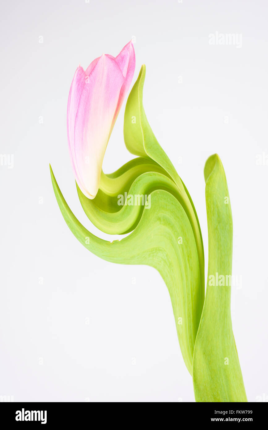 Una Fotografia manipolata digitalmente di un tulipano fiore contro uno sfondo bianco Foto Stock