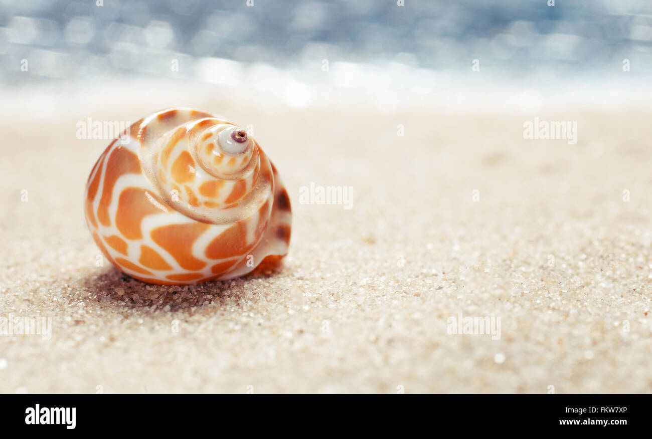 Conchiglia di mare sulla spiaggia di sabbia Foto Stock