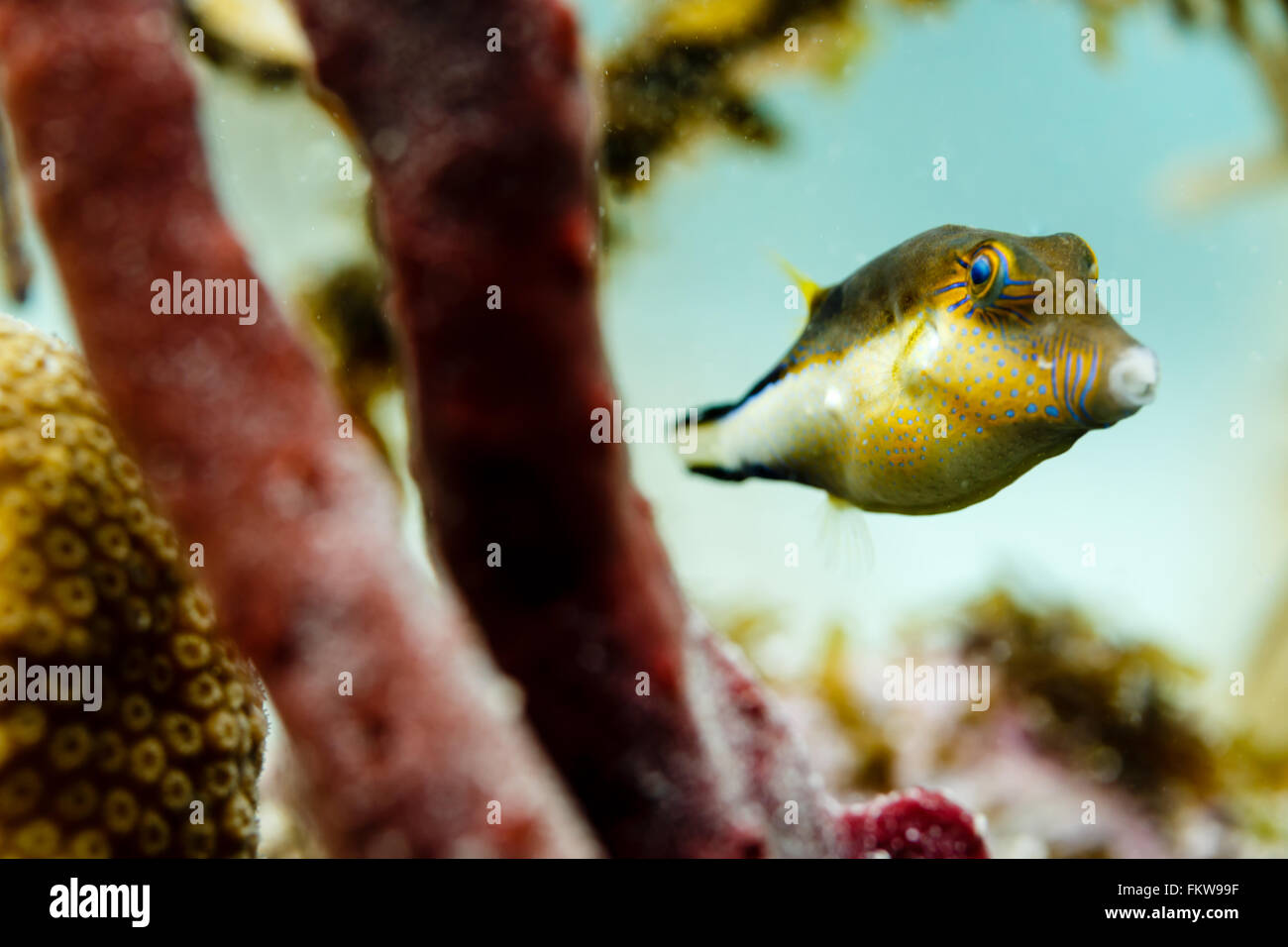 Close-up di Caraibi naso aguzzo Puffer fish, canthigaster rostrata, nuoto sulla barriera corallina tra di spugne e coralli Foto Stock