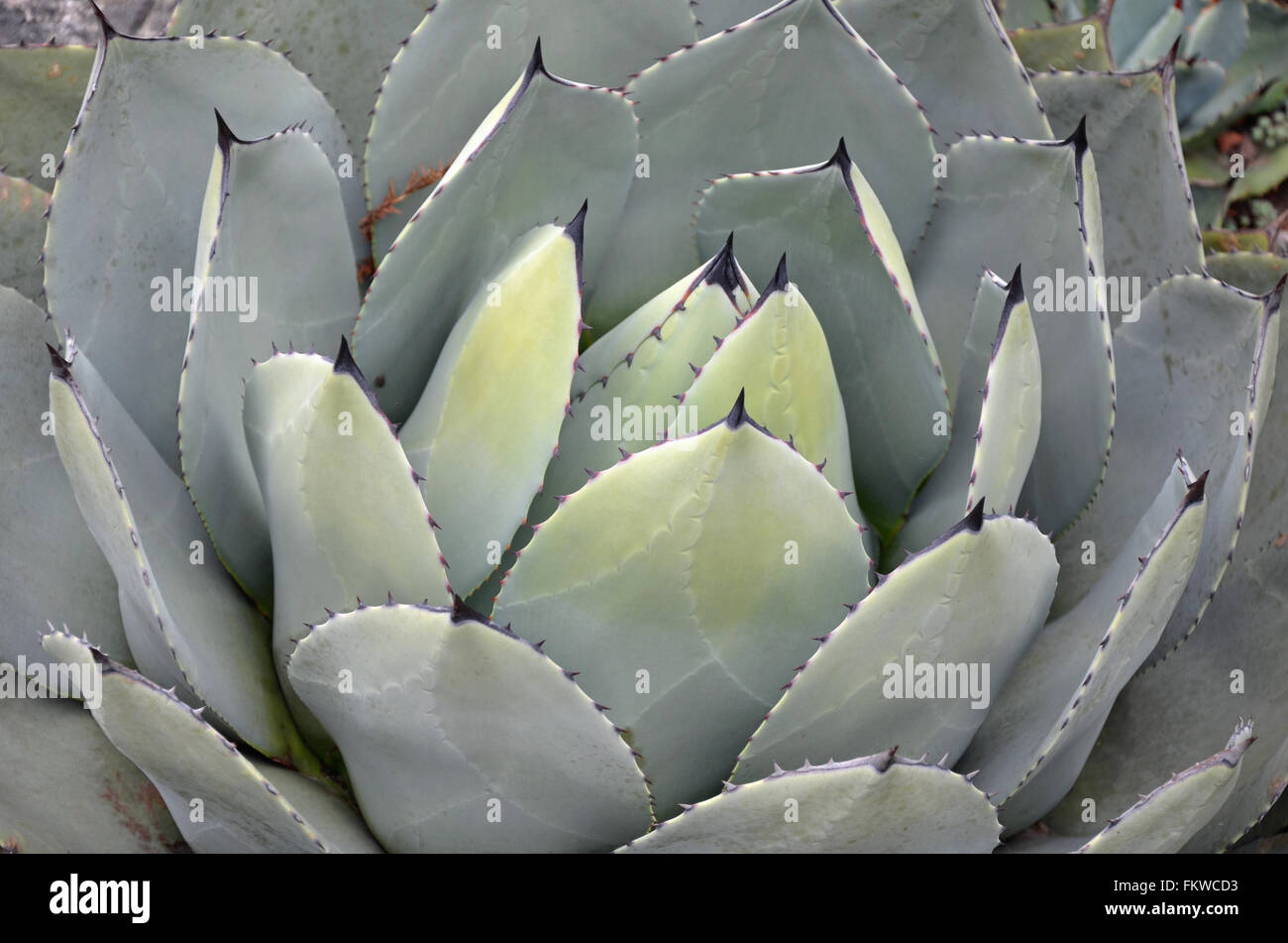 Il fico d'impianto di cactus Foto Stock