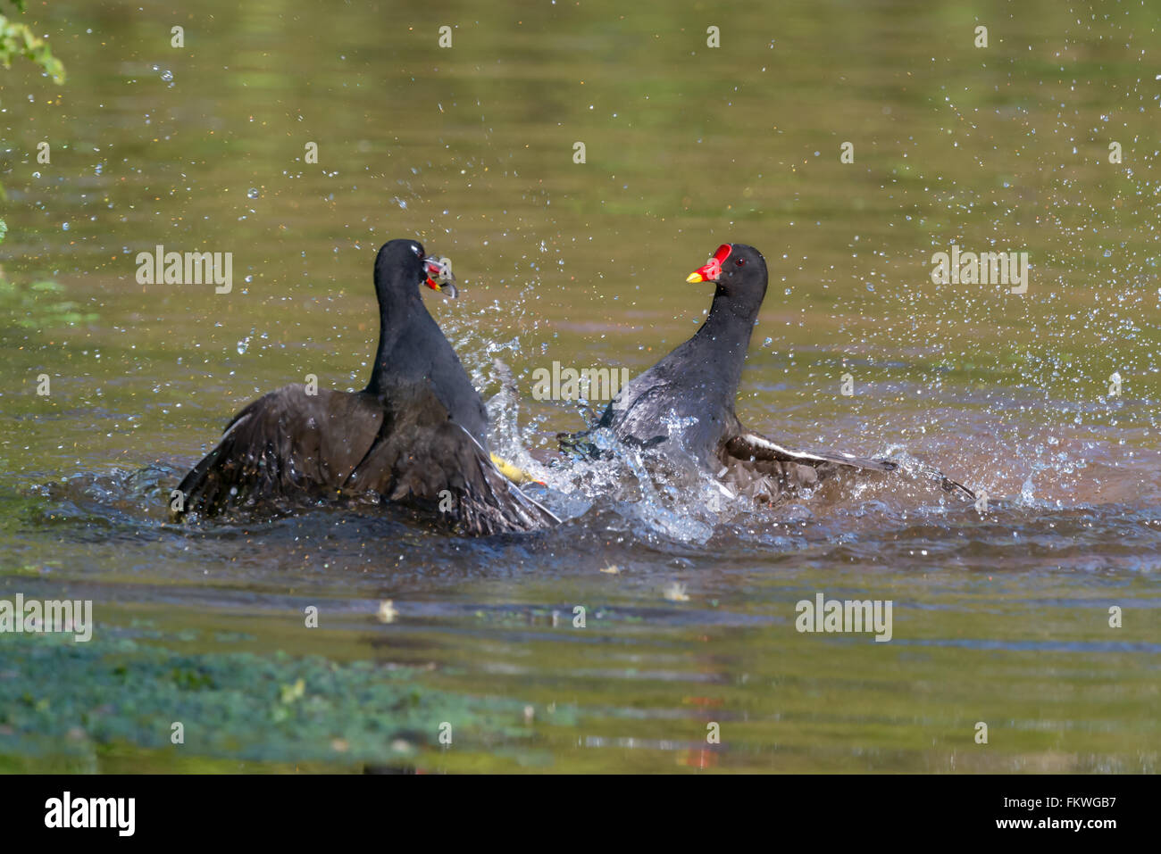 Gallinelle d'acqua lotta durante la stagione della riproduzione. Acqua e piume volare. (Gallinula chloropus). North Devon. Aprile Foto Stock