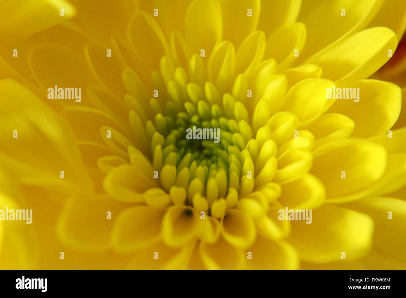 Fiore giallo, luce solare, la molla Foto Stock