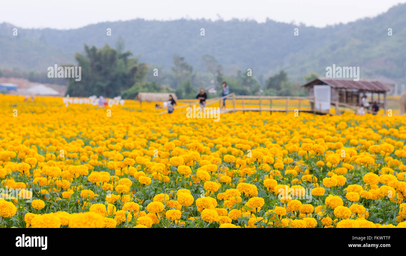 Tagete campo nella provincia loei, Thailandia Foto Stock