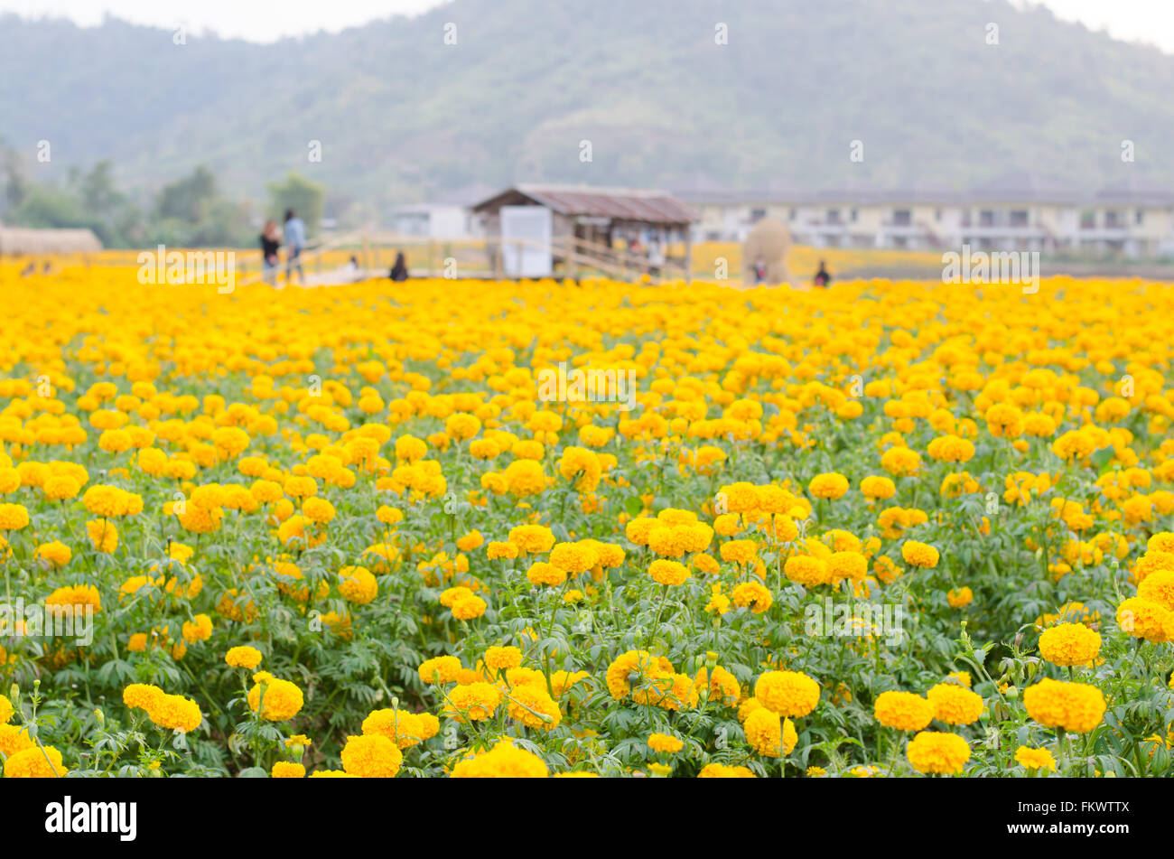Tagete campo nella provincia loei, Thailandia Foto Stock