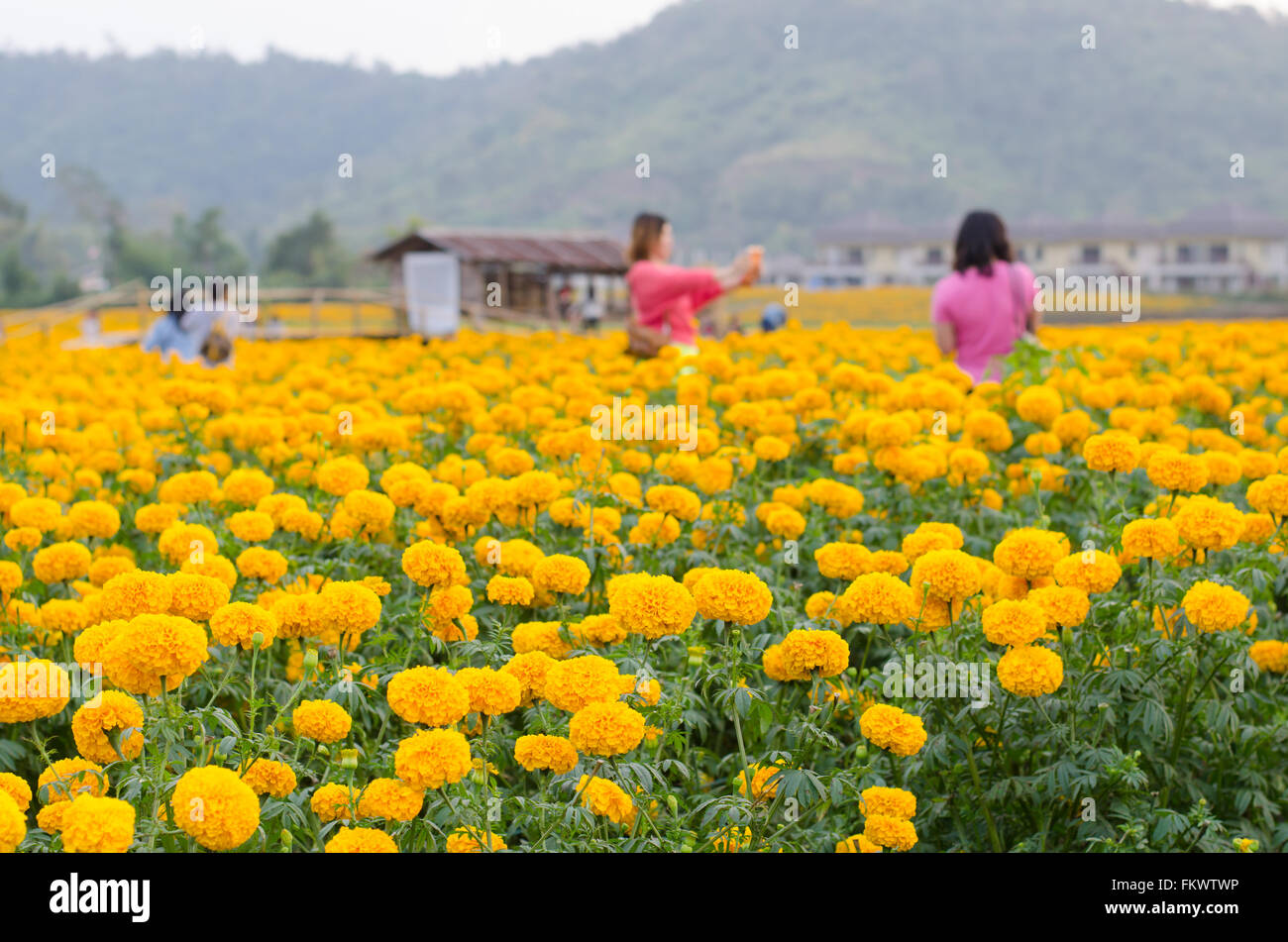 Tagete campo nella provincia loei, Thailandia Foto Stock