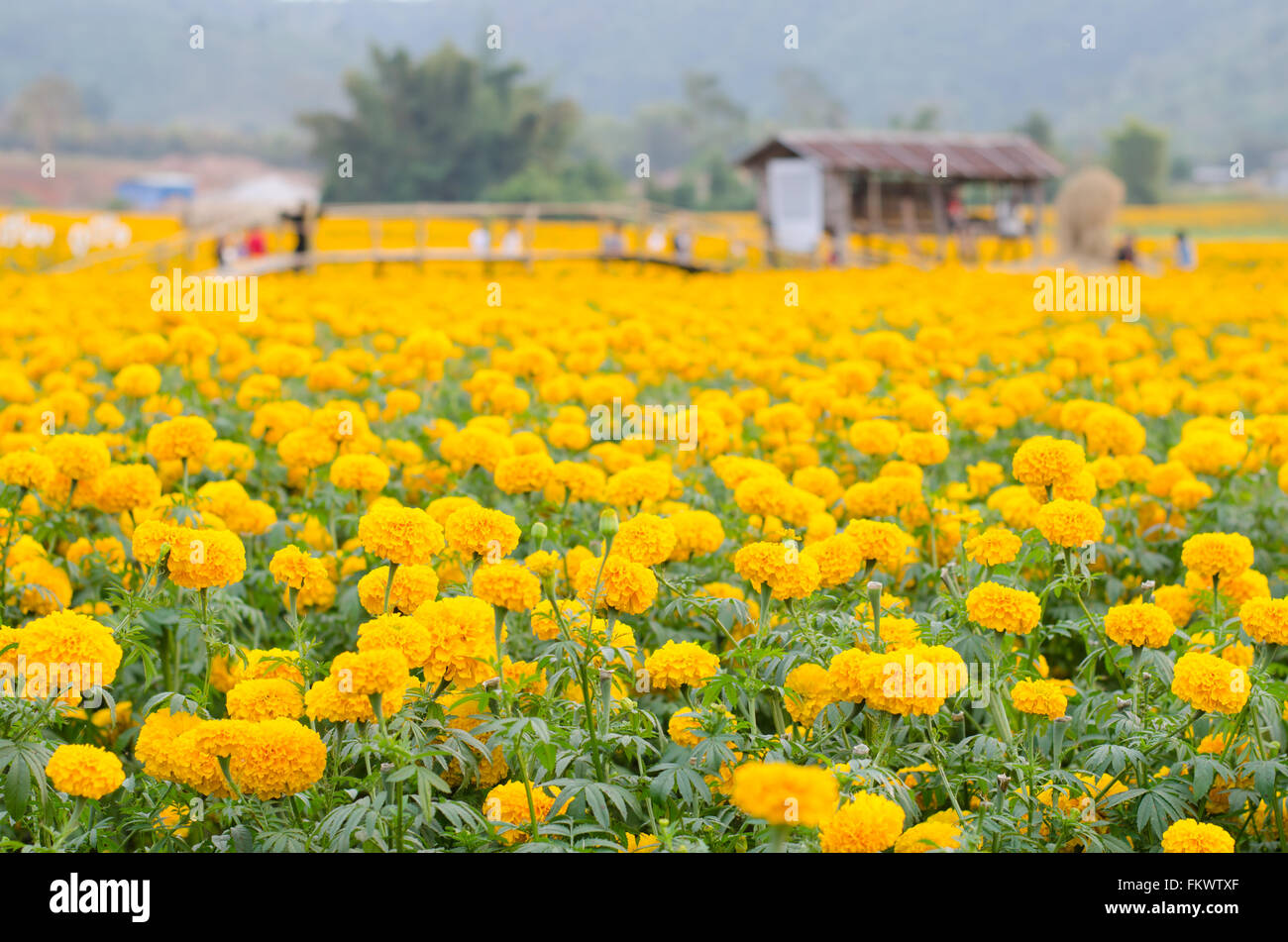 Tagete campo nella provincia loei, Thailandia Foto Stock