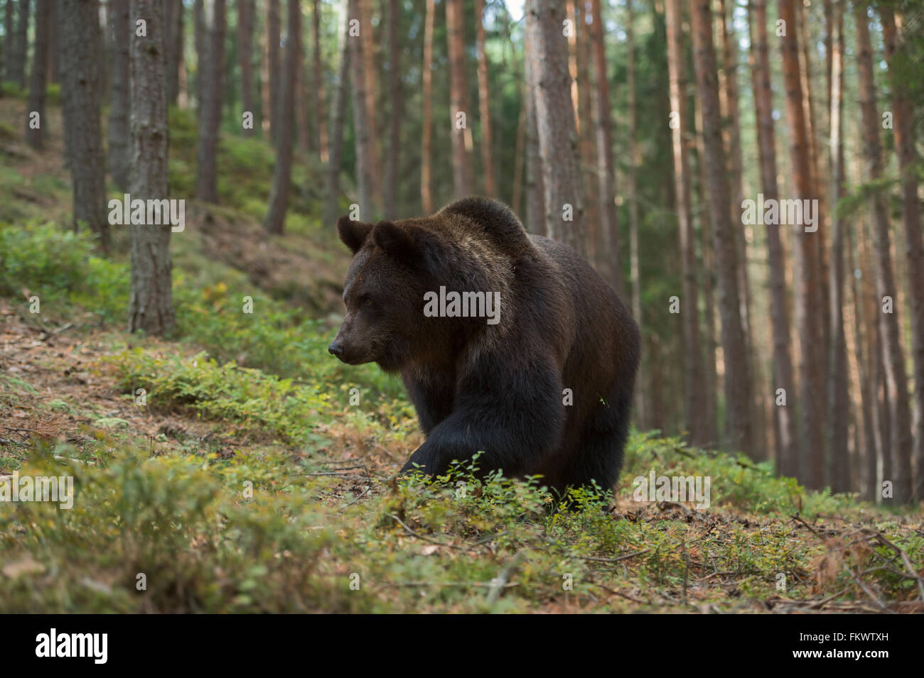 Unione orso bruno / Europaeischer Braunbaer ( Ursus arctos ) passeggiate in salita attraverso una foresta, in ambiente naturale. Foto Stock