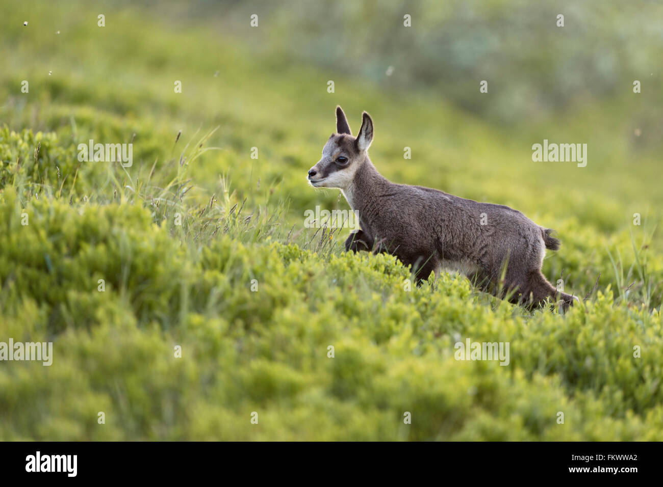 Giovani Camosci / Gaemse ( Rupicapra rupicapra ), carino fulvo, passeggiate in salita, verso l'alto attraverso il fresco verde vegetazione alpina. Foto Stock