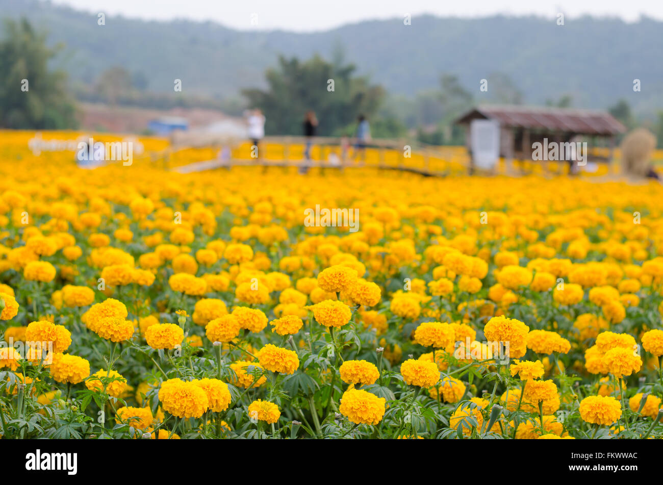 Tagete campo nella provincia loei, Thailandia Foto Stock