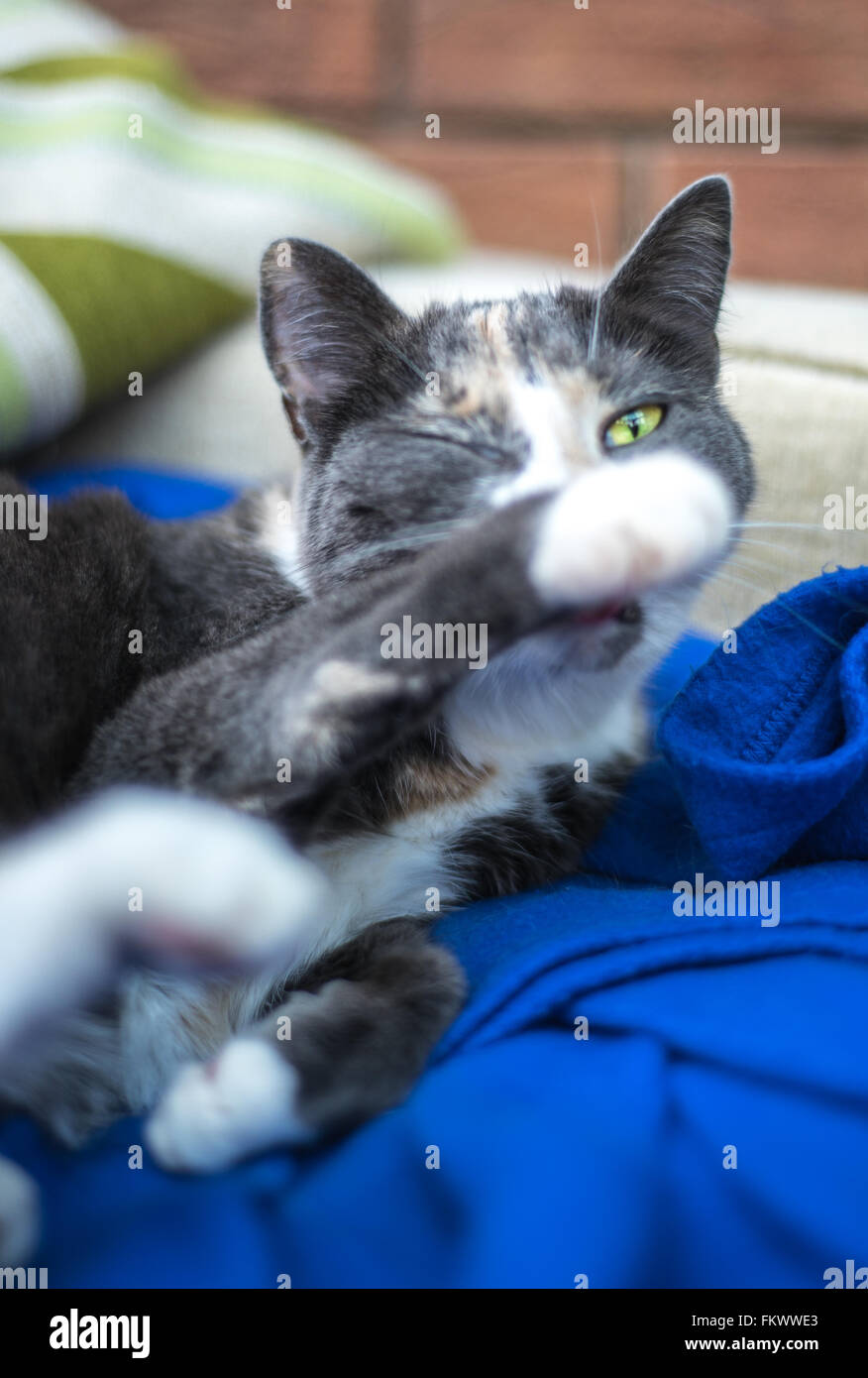 Grigio e bianco con una strizzatina d'occhio di gatto a voi e raggiungere con zampa come se per puntare dritto a voi Foto Stock