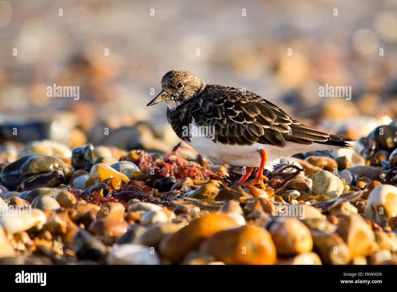 Turnstone o arenaria Interpres uccelli costieri sulla spiaggia di ciottoli alla ricerca di cibo. Le gambe sono di colore rosso arancio sono underparts bianchi. Il camuffamento efficace.. Foto Stock
