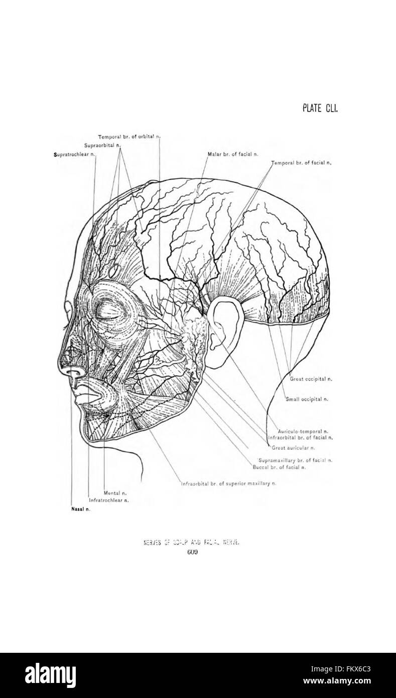 Anatomia chirurgica della testa e del collo da Deaver, John B. (John Blair), 1855-1931 Foto Stock