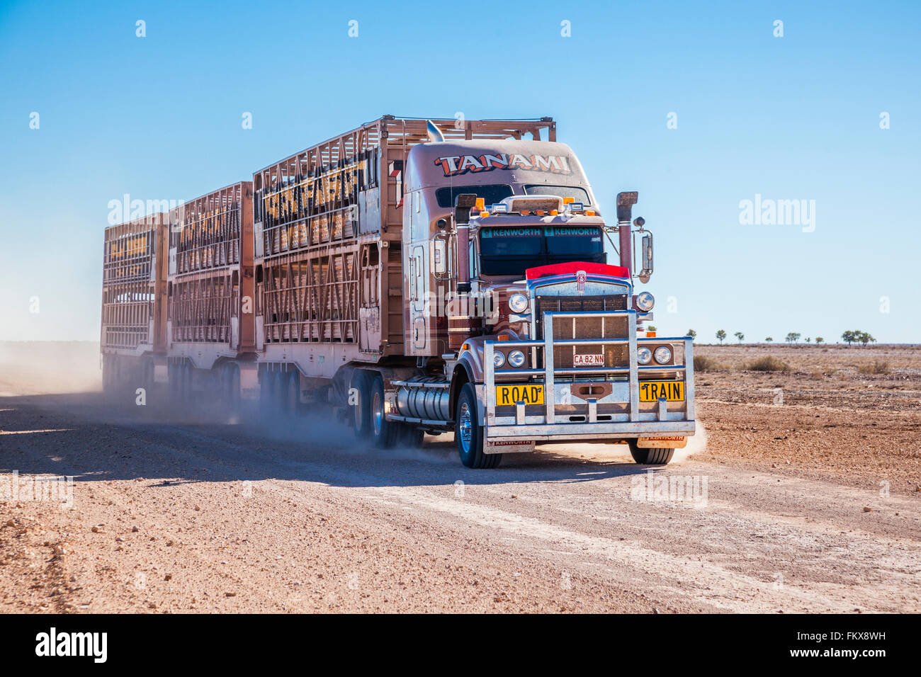 Treno su strada il trasporto del bestiame su Eyre strada di sviluppo tra Bedourie e Birdsville, Central West Queensland Foto Stock
