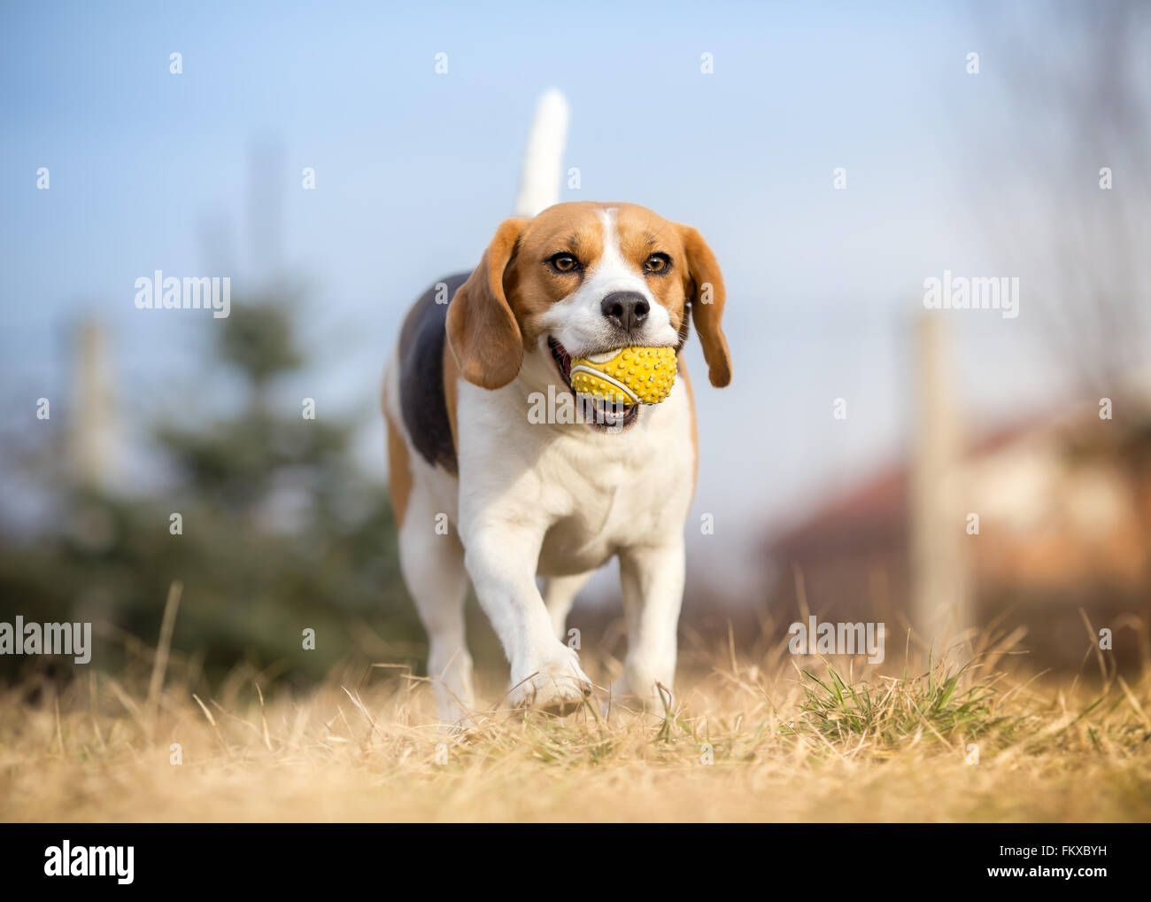 Riproduzione di fetch con cane Beagle Foto Stock