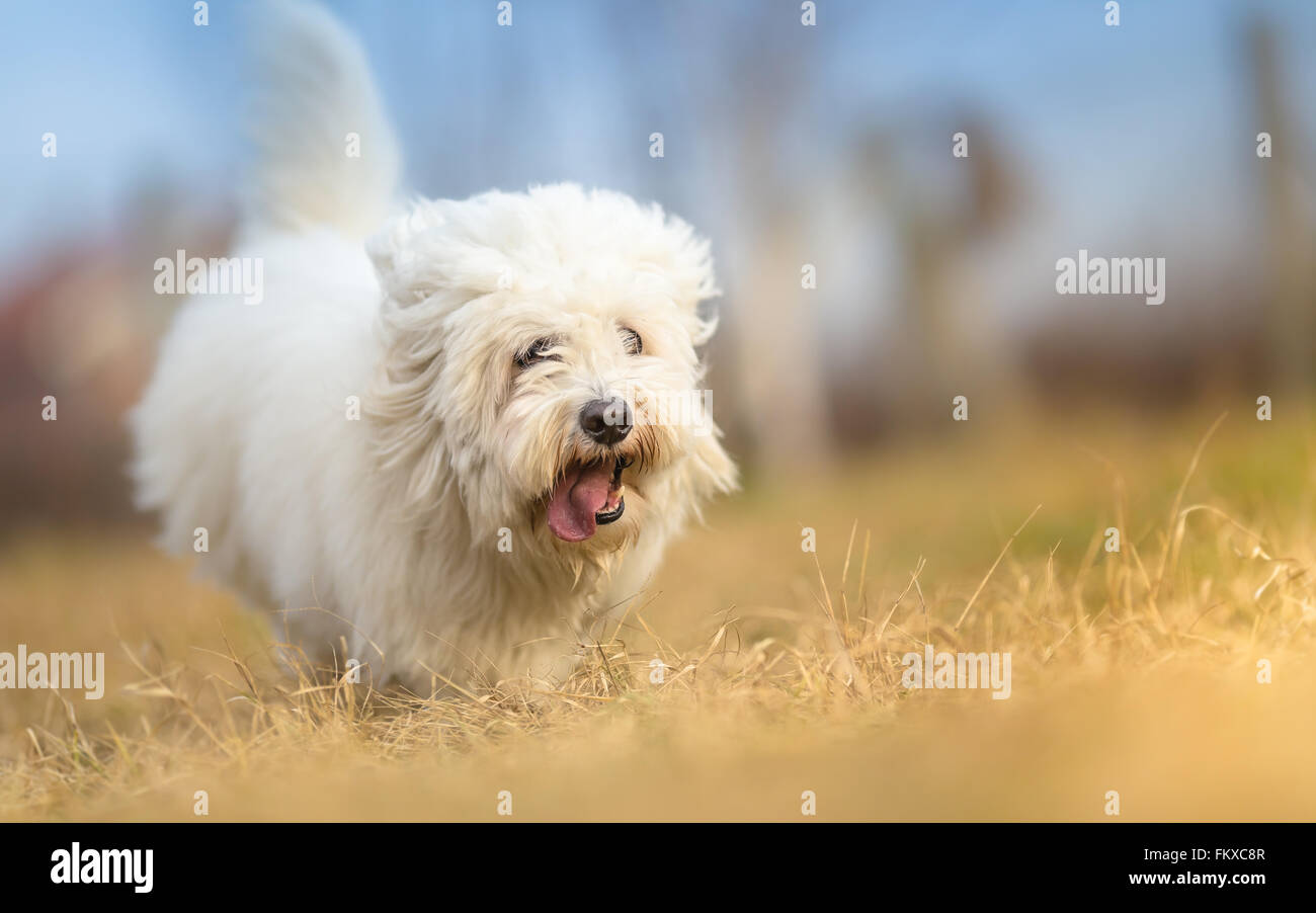 Bianco dal pelo lungo cane in run - Coton de Tulear Foto stock - Alamy