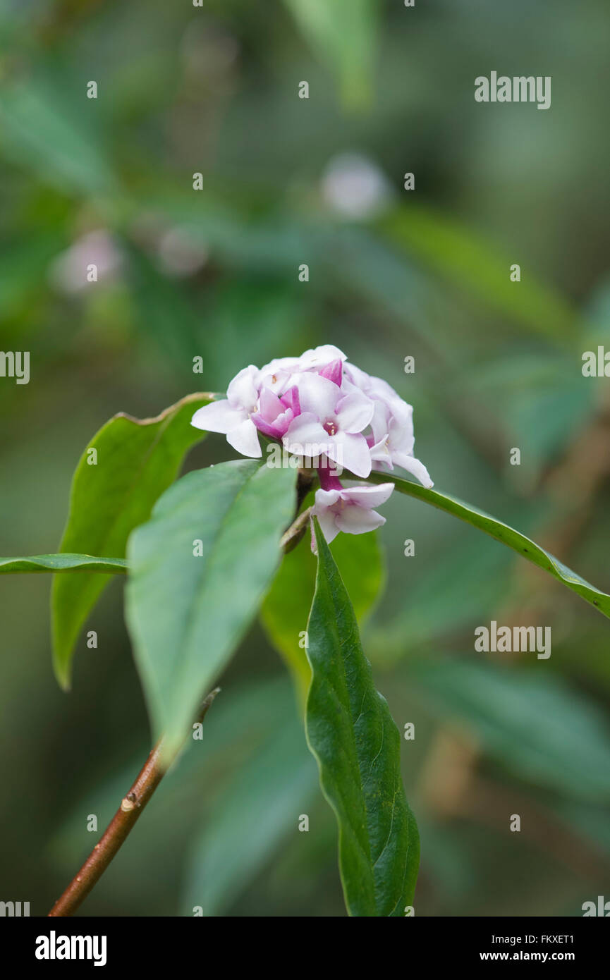 Daphne bholua 'Jacqueline Postill'. Carta nepalese impianto Foto Stock