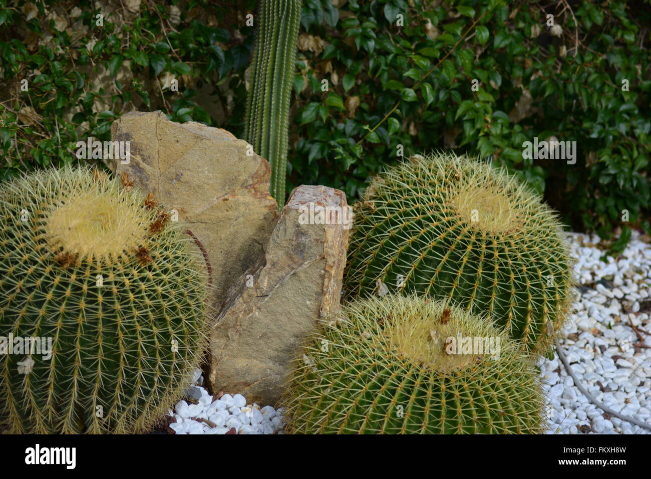 Cactus in un giardino in Italia,clima mediterraneo Foto Stock