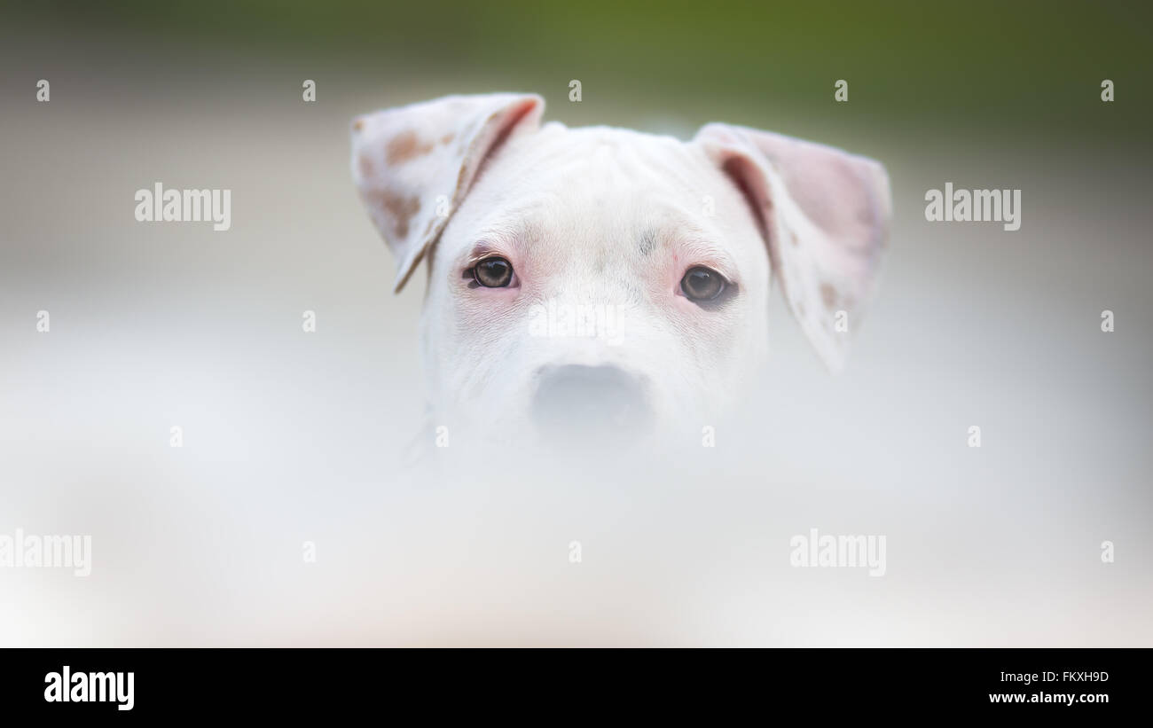 Bianco American Staffordshire terrier cucciolo Foto Stock