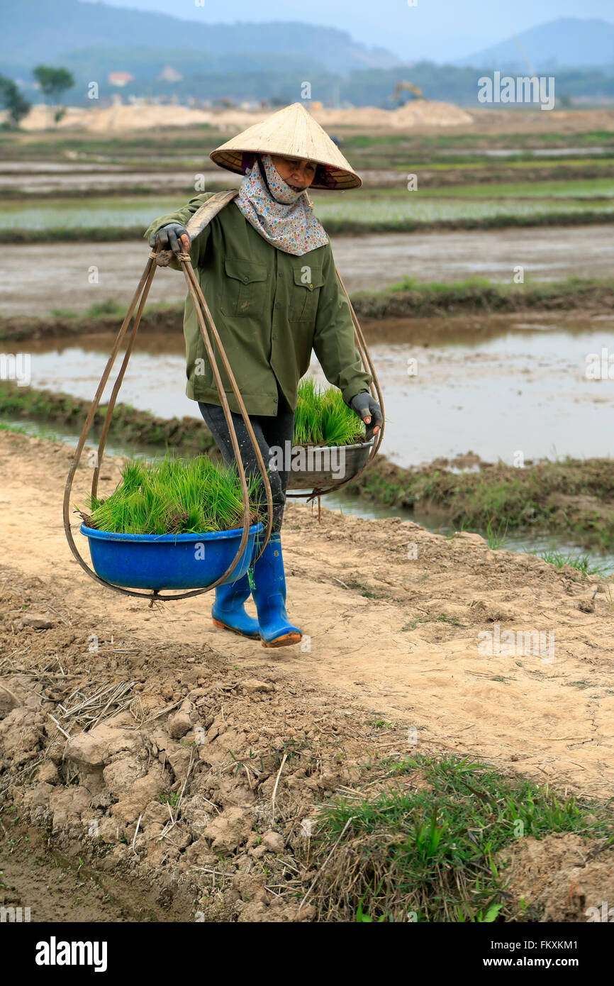 Donna con palo portante e cesti su risaie trail, nei pressi di Hanoi, Vietnam Foto Stock