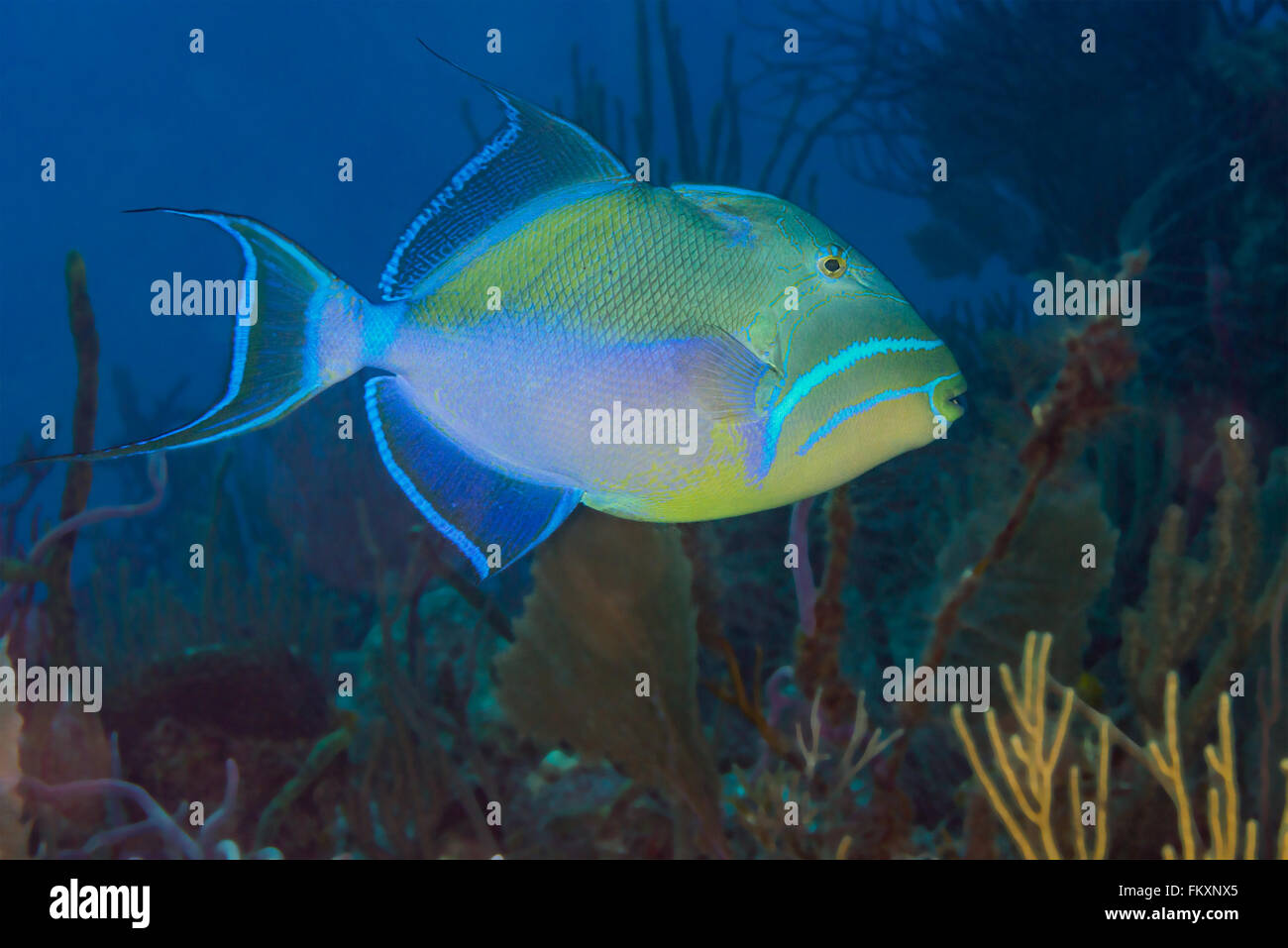 Regina pesci balestra {Balistes vetula} nuoto su una barriera corallina in Bahamas. Dicembre Foto Stock