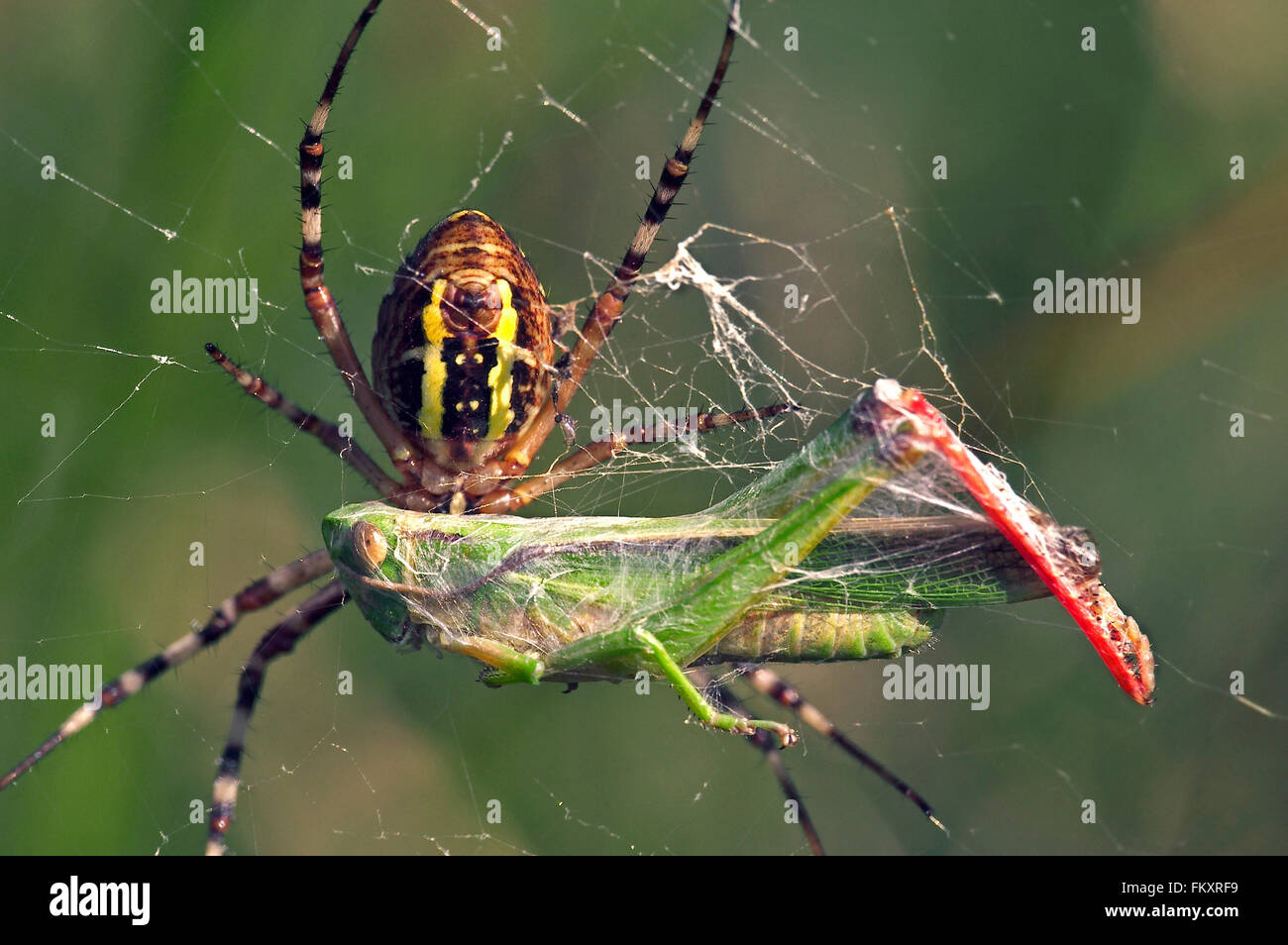 Wasp spider (Argiope bruennichi / Aranea brünnichii) femmina sulla spirale orb web il suo incarto catturati grasshopper preda in seta Foto Stock