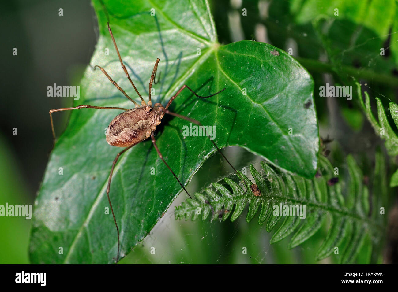 La molla harvestman / Pale-sellati harvestman (Platybunus triangularis / Rilaena triangularis / Opilio triangularis) sulla foglia di edera Foto Stock