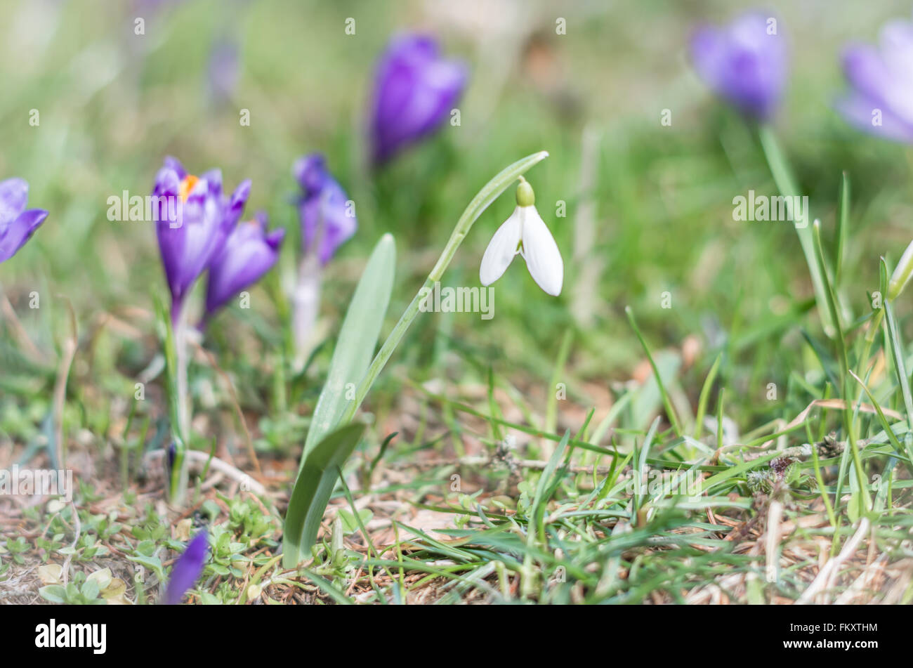 Snowdrop e fiore Crocus con DOF poco profondo del campo in primavera. Bella e composizione creativa di un gruppo di viola crocus e snowdrop Foto Stock