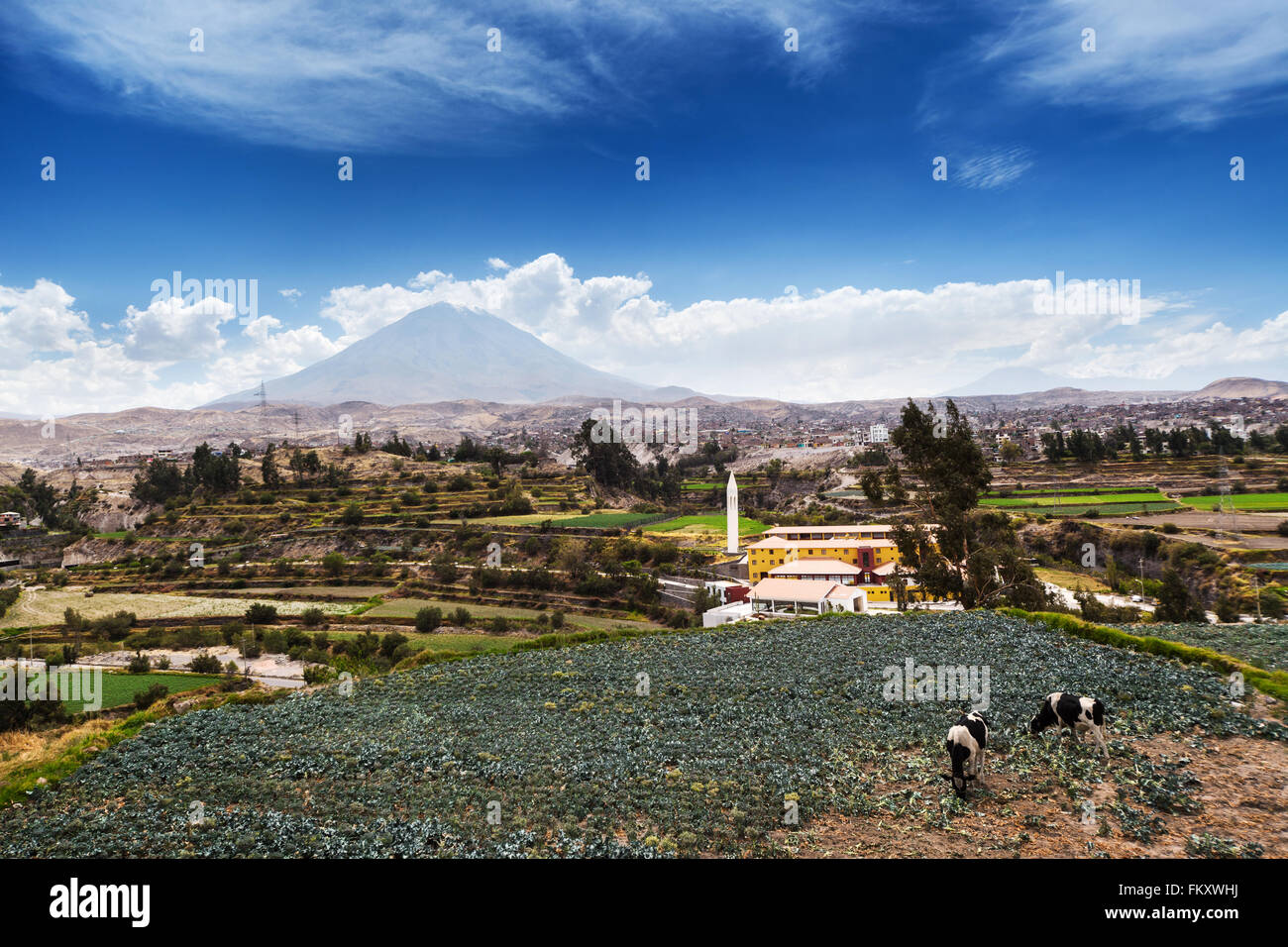 Vacche, vulcano e la città vecchia Foto Stock