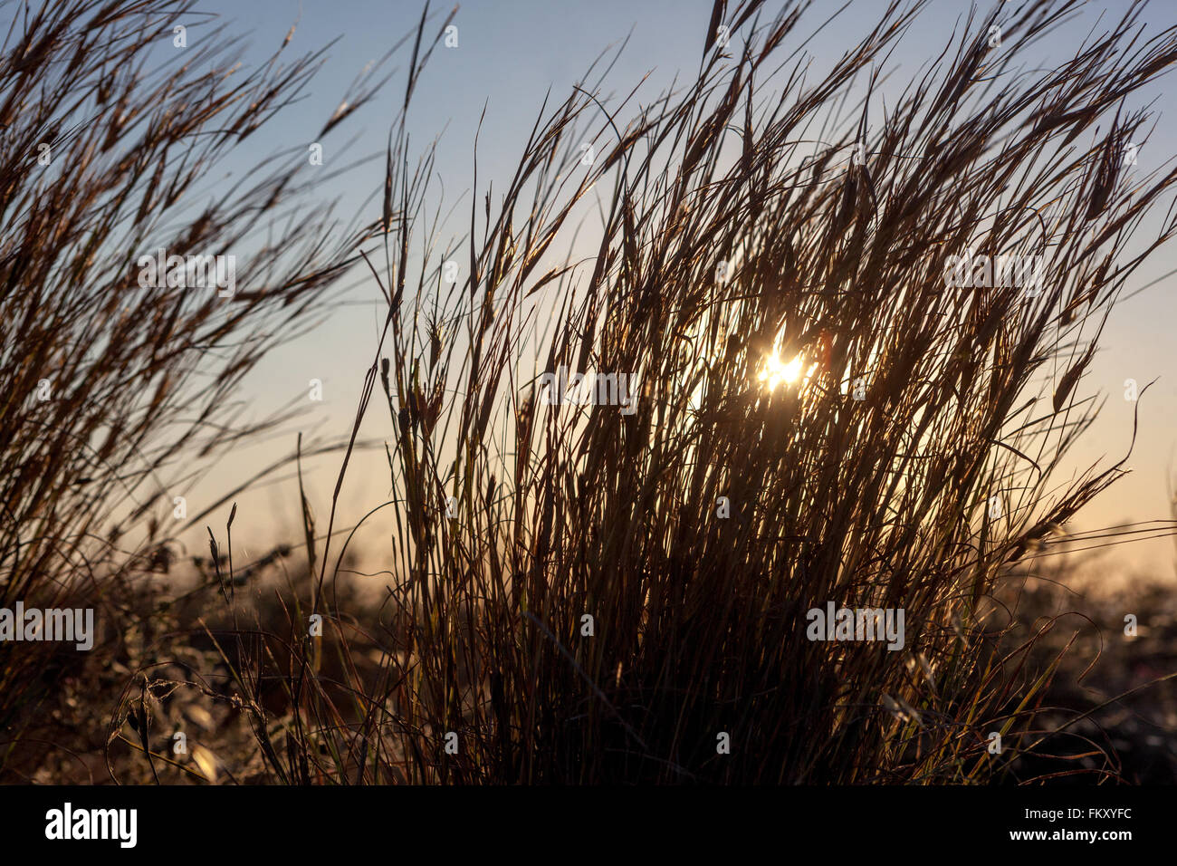 Silhouette di erbe ornamentali contro un prato alla luce del sole delle piante del tramonto Foto Stock