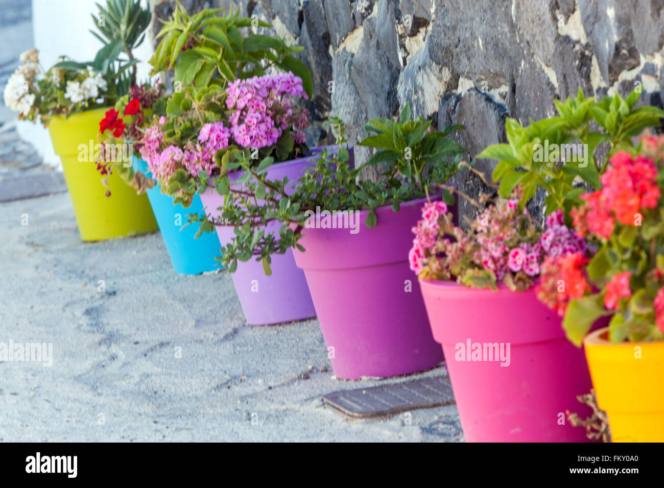 Vasi colorati via Santorini Fiori Grecia Pelargonium colorati in vasi Fiori contenitori Pelargonium vasi Fiori Santorini Grecia via vuota Foto Stock
