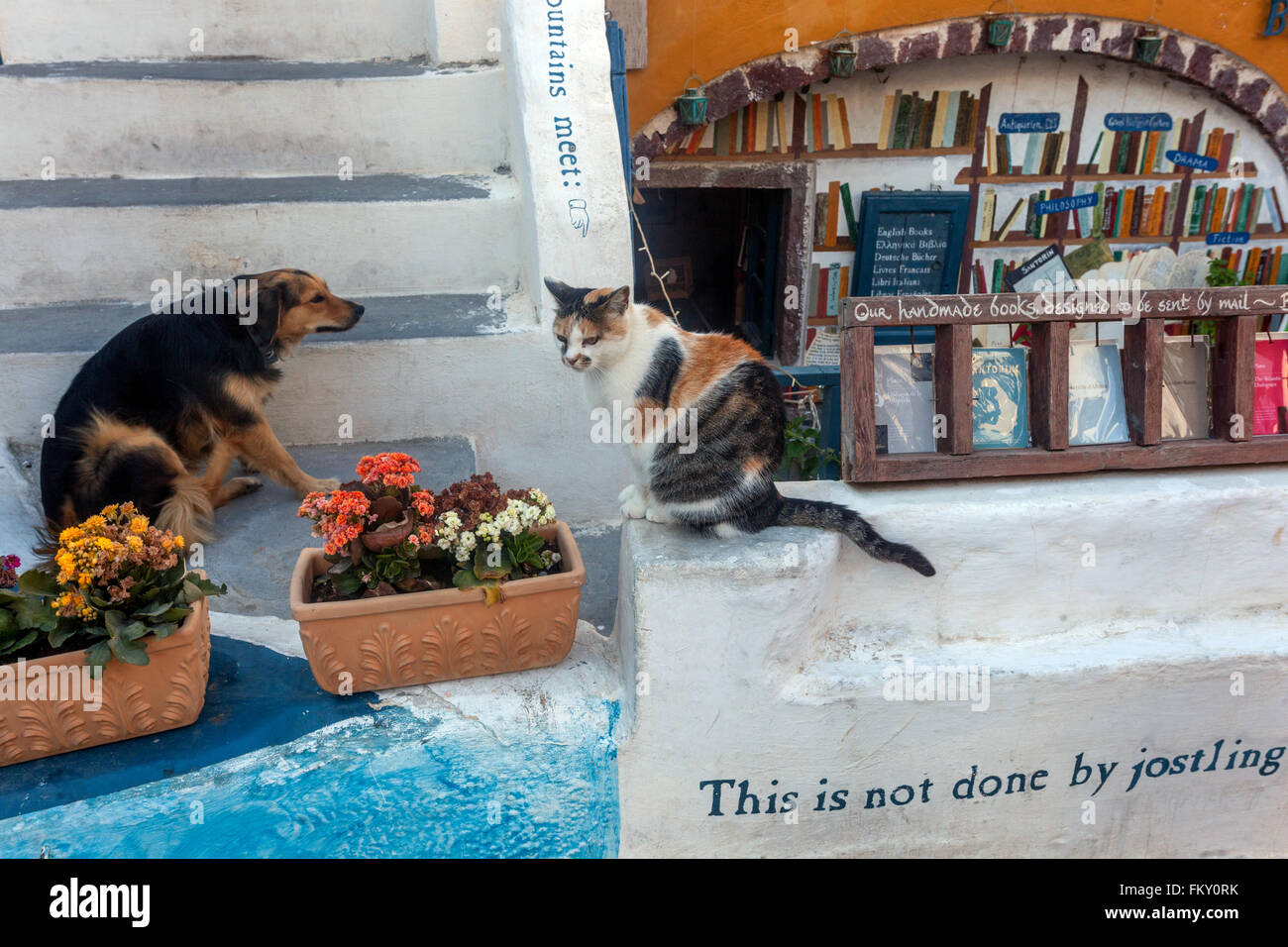 Oia, Santorini, gatto e cane, vista sulla strada, libreria Atlantis Grecia Foto Stock