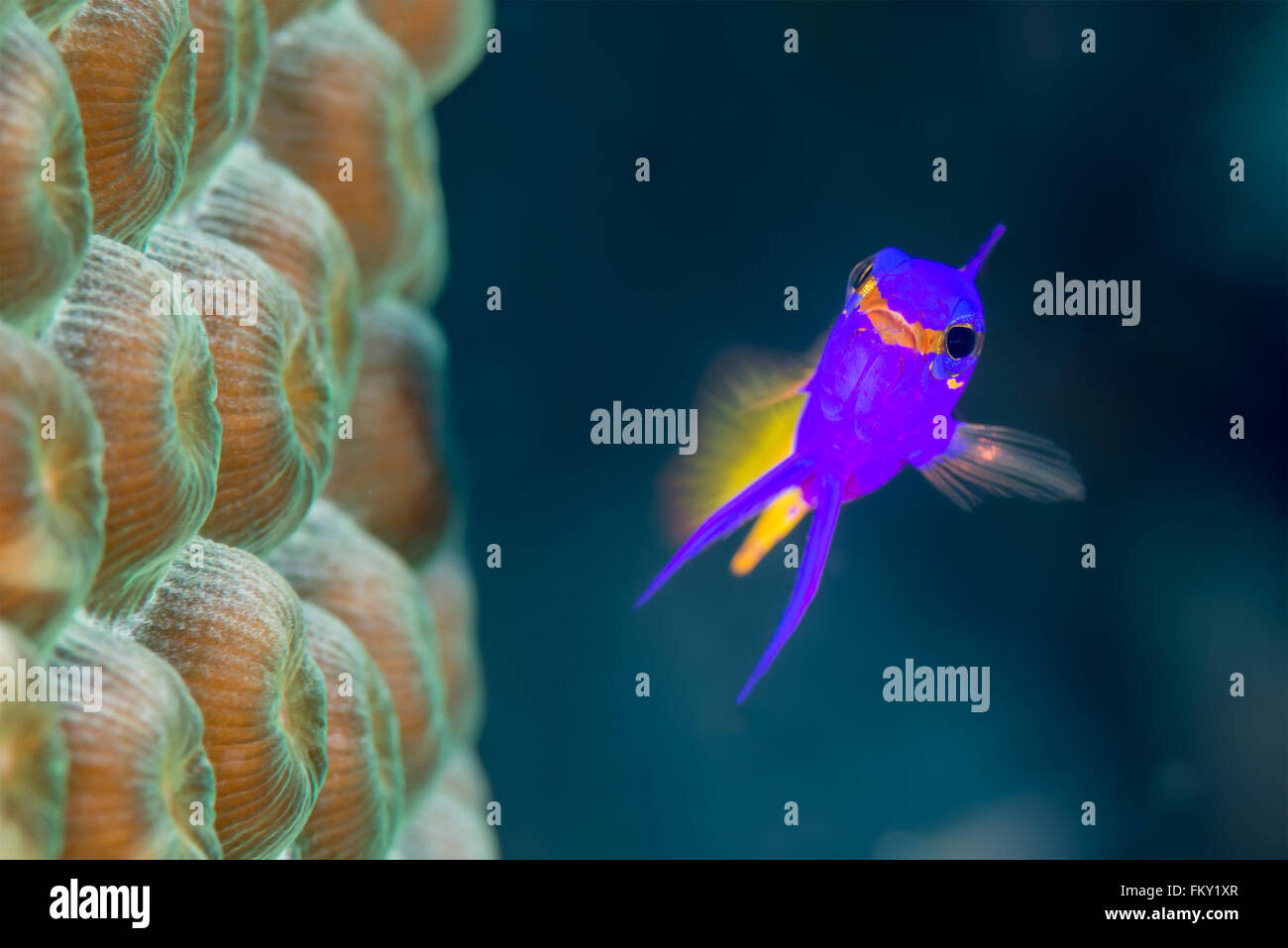 Royal gramma, {Gramma loreto} è comunemente visto in Bahamas ed è molto prossimo territoriale al corallo. Foto Stock