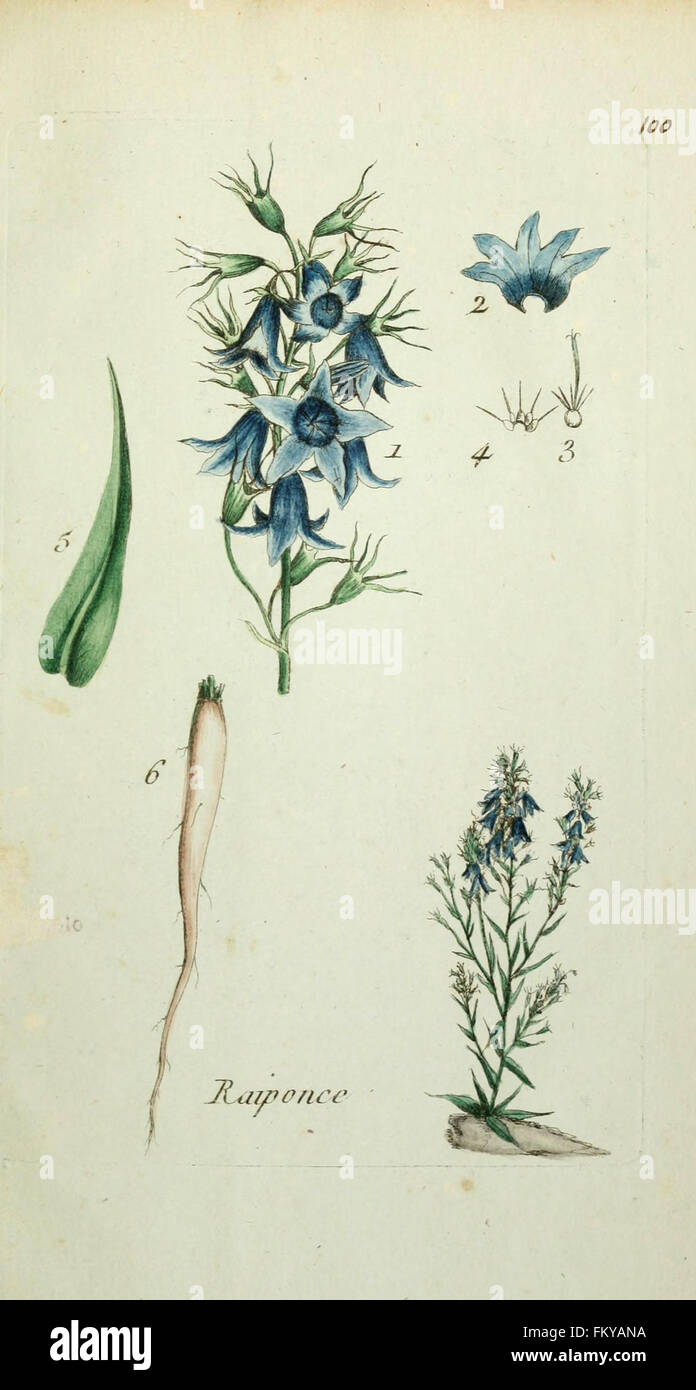 Flora Parisiensis piastra (100) Foto Stock