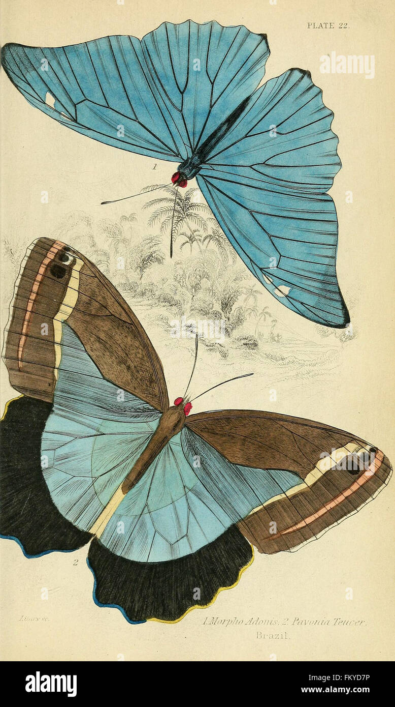 Questo lavoro presenta illustrazioni di specie di farfalle straniere, create da Jean Baptiste Pierre Antoine de Monet de Lamarck, che coprono i lepidotteri dal 1744 al 1829, offrendo preziose informazioni sulla documentazione storica delle farfalle. Foto Stock