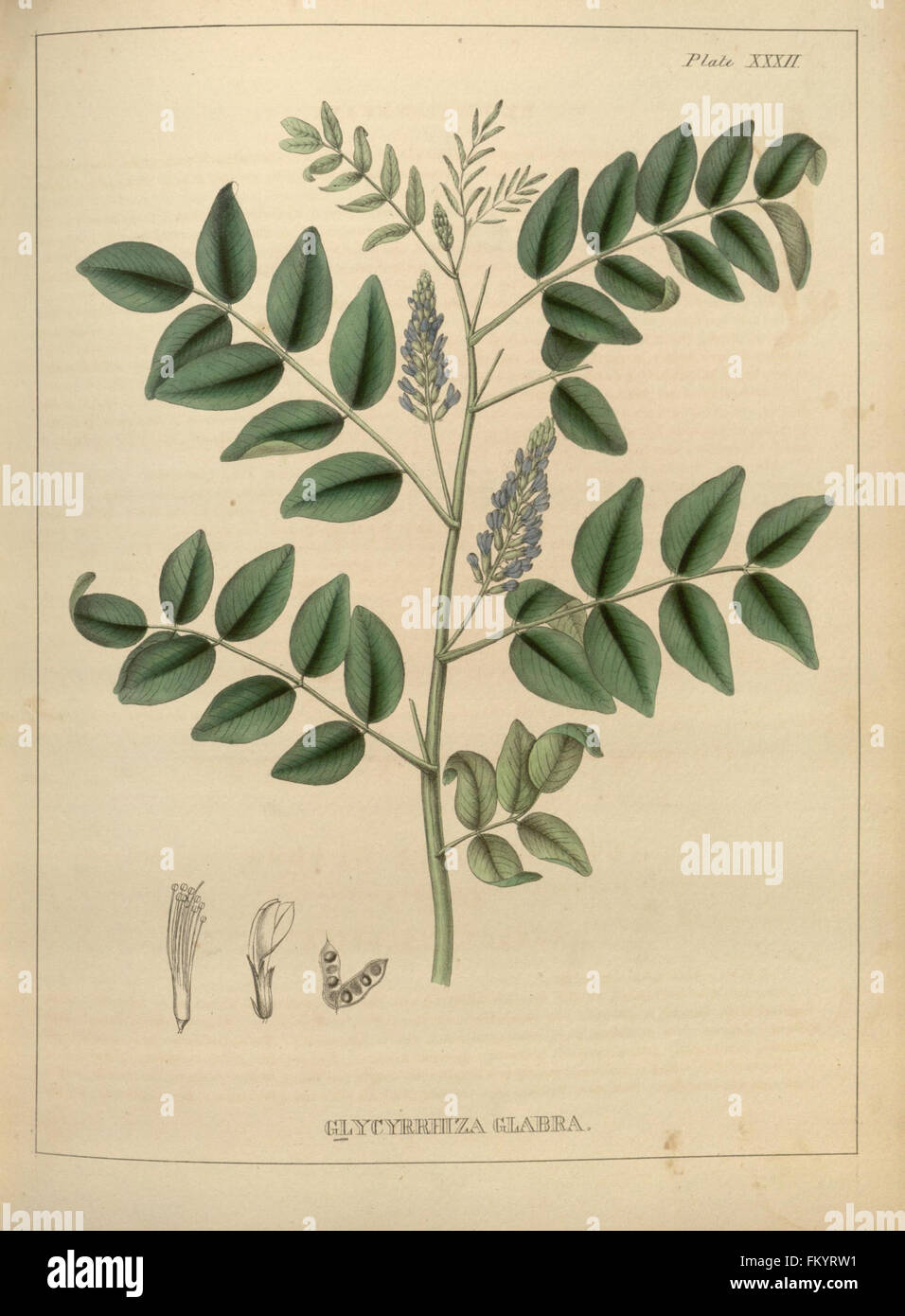 Illustrazioni di botanica medica (piastra XXXII) Foto Stock