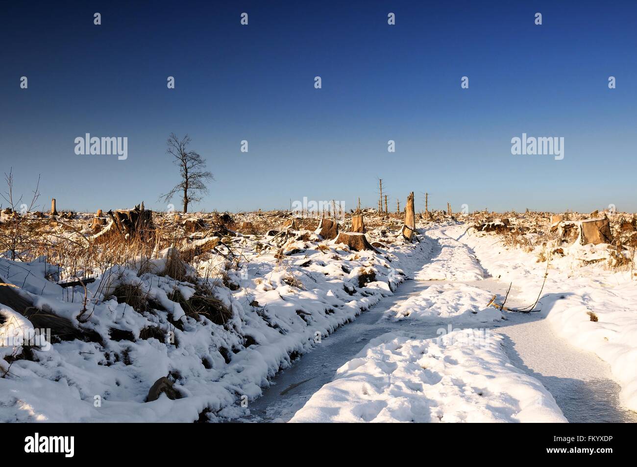 Winterlandschaft Foto Stock