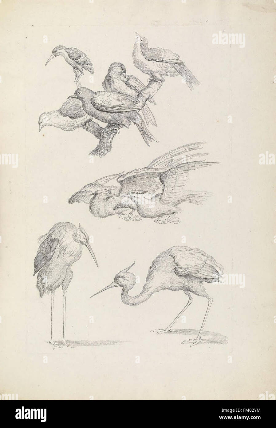 *Livre des Différentes Espèces d'Oiseaux de la Chine* (PL. 7) è un libro illustrato che documenta varie specie di uccelli in Cina. Offre descrizioni dettagliate e descrizioni della fauna aviaria cinese, contribuendo agli studi ornitologici della regione. Foto Stock