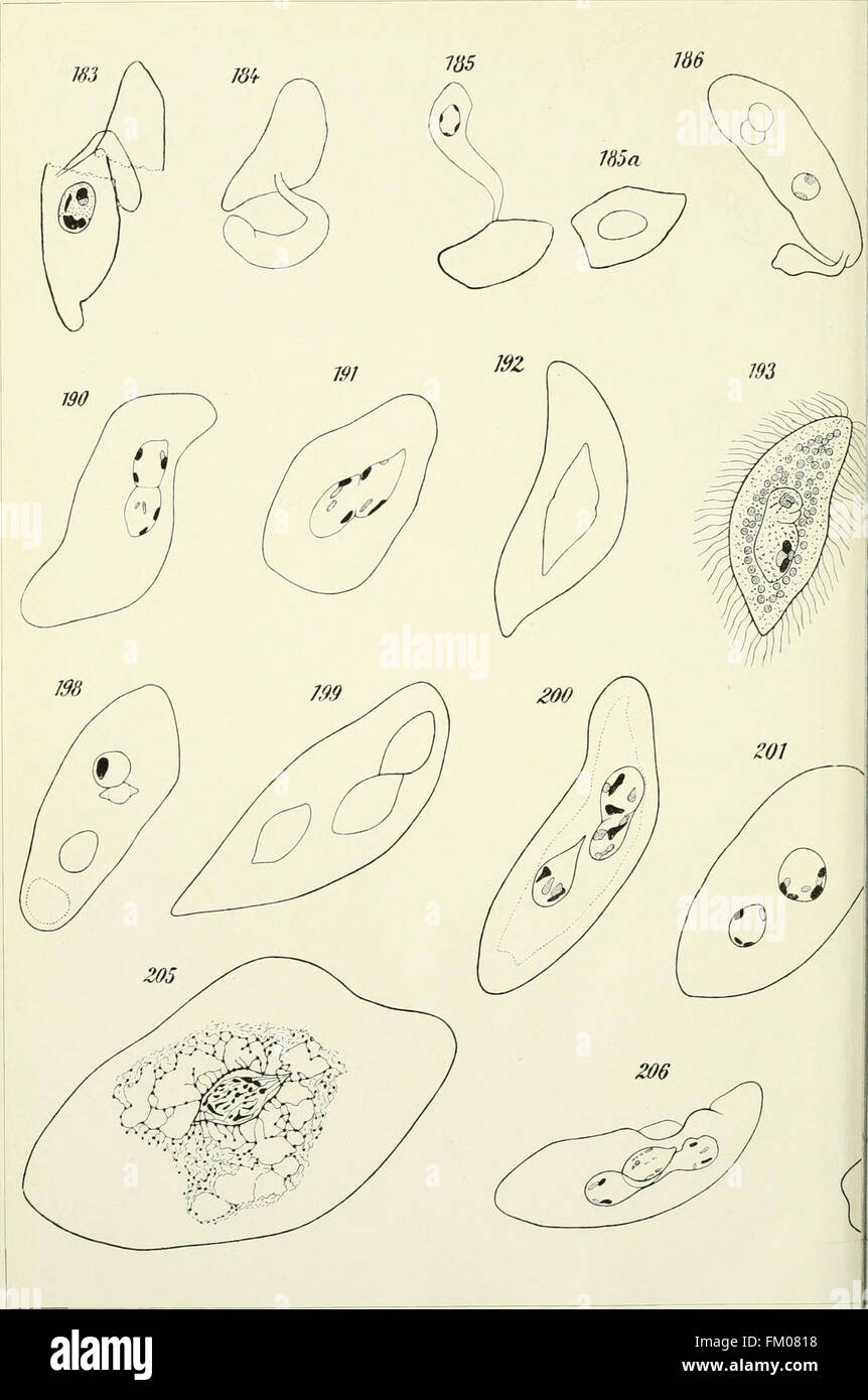 Questo studio del 1909 si concentra sull'anatomia e la riproduzione di *Opalina*, descrivendo dettagliatamente gli esperimenti sulle infezioni e fornendo una revisione storica della letteratura scientifica correlata. Foto Stock