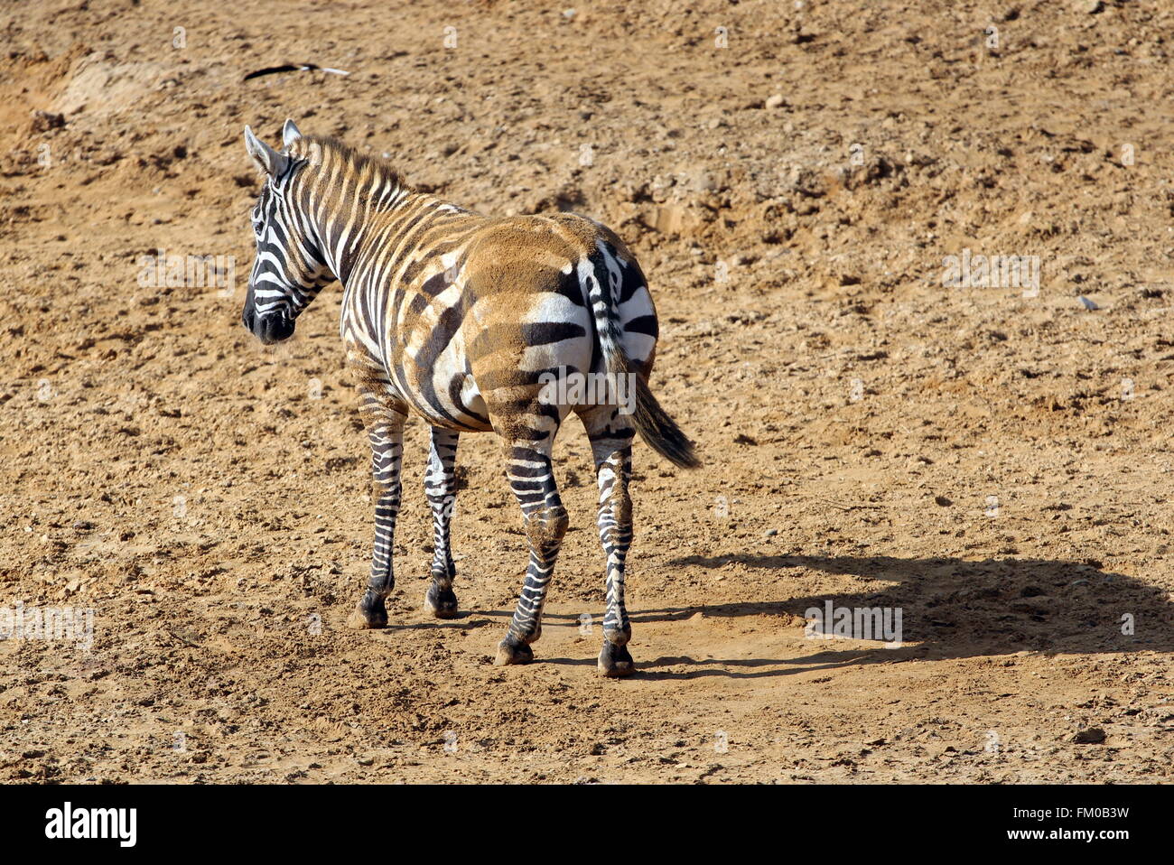 Un maneless zebra chi è stato il rotolamento nel fango Foto Stock