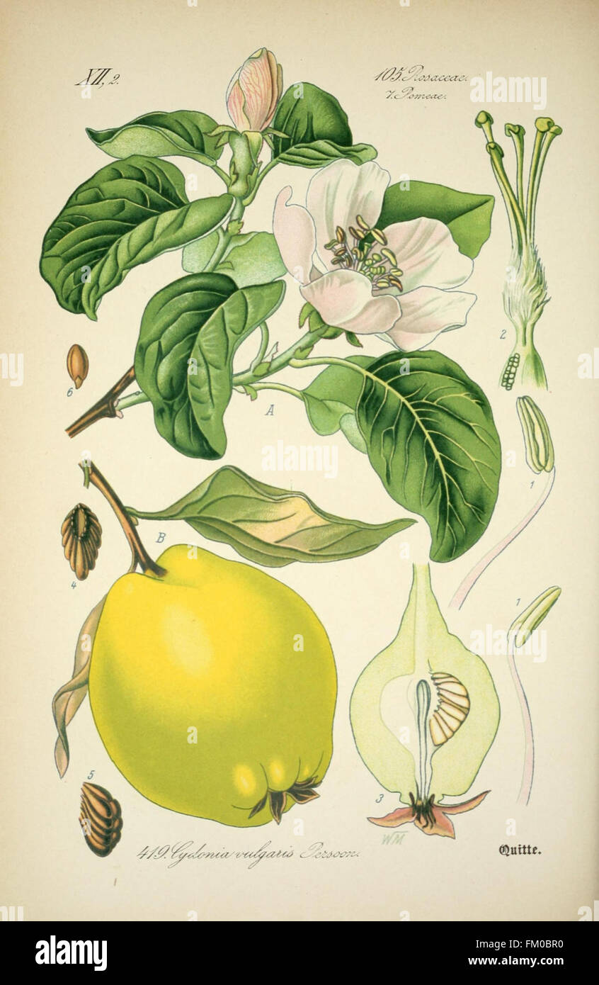 Un'illustrazione botanica della flora del Prof. Dr. Thomé di Germania, Austria e Svizzera, incentrata sulle criptogami (piante non vascolari) in queste regioni, mostrando la diversità vegetale. Foto Stock