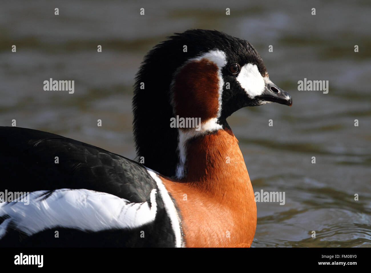 Red-breasted Goose (Branta ruficollis) Foto Stock