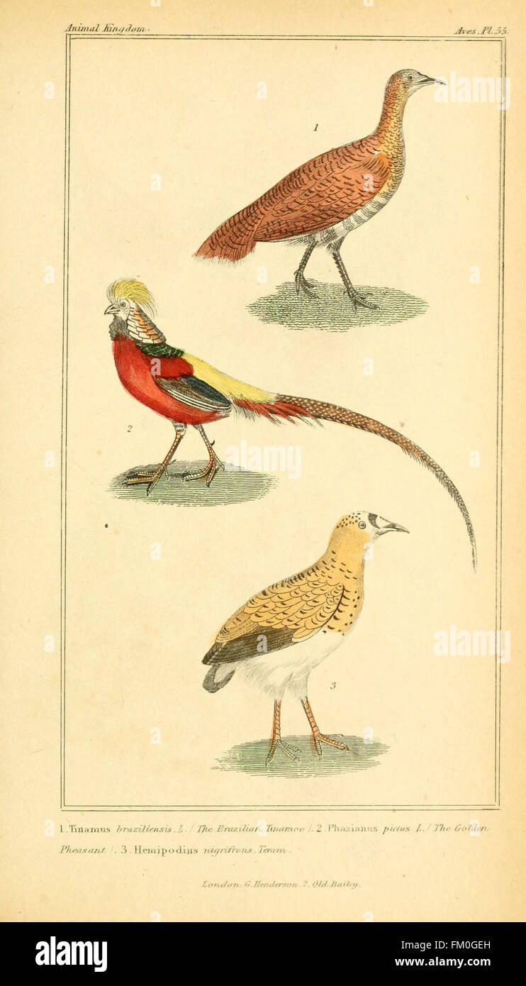 Questa illustrazione della serie "Animal Kingdom" serve come rappresentazione visiva della classificazione degli animali, fornendo informazioni sull'organizzazione di varie specie animali e sulla loro storia naturale. Foto Stock